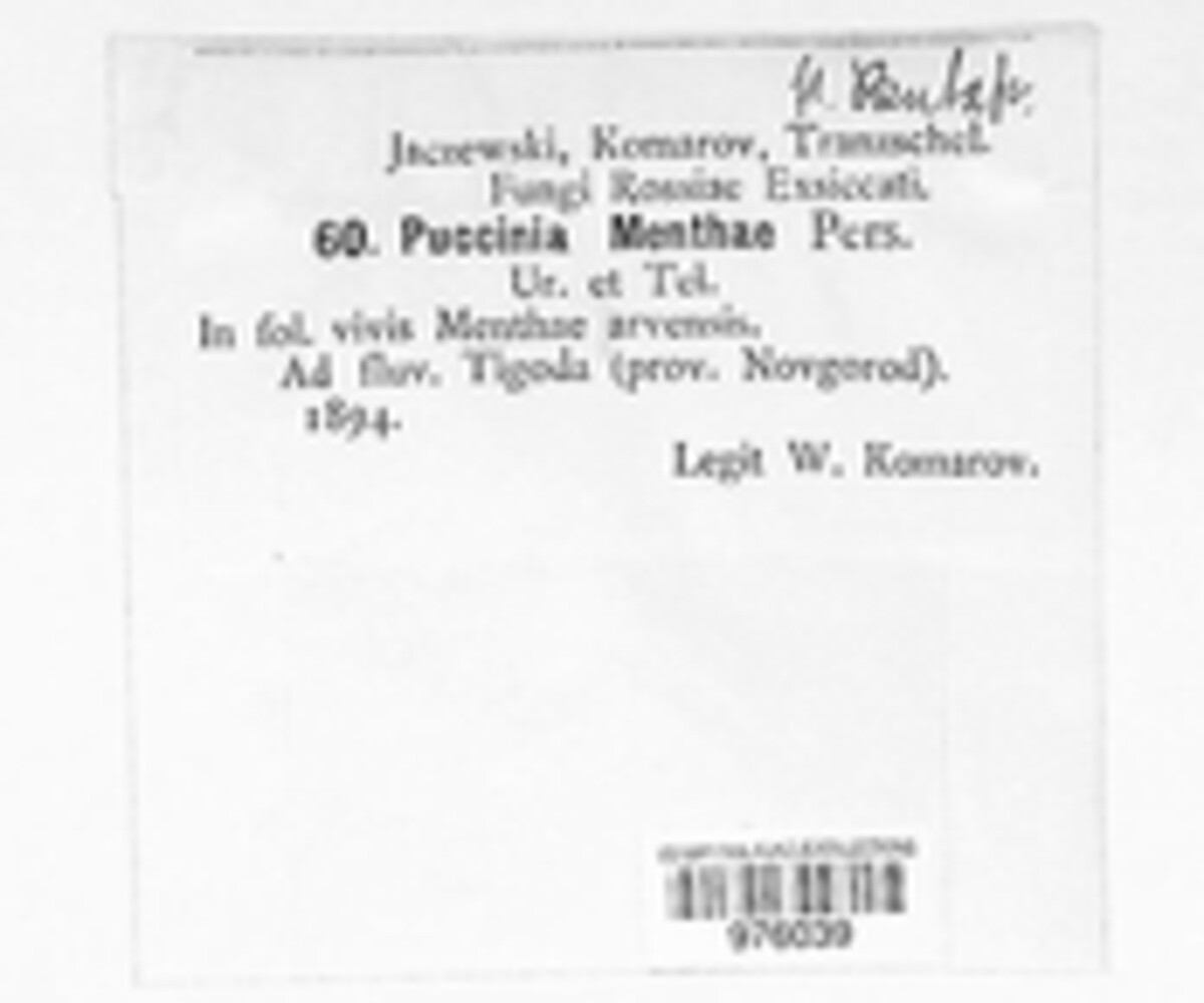 Puccinia menthae image